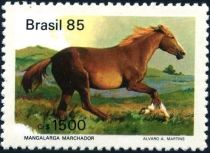 Mangalarga Pacer (Equus ferus caballus)