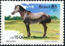 Marajoara (Equus olin caballus)