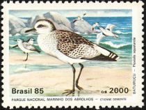 Grey Plover (Pluvialis squatarola)