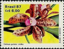 Cattleya guttata