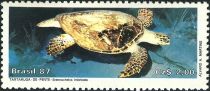 Hawksbill Turtle (Eretmochelys imbricata)