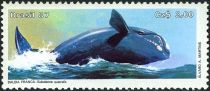 Southern Right Whale (Eubalaena australis)