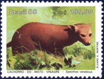 Bush Dog (Speothos venaticus)