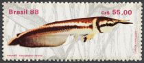 Black Arowana (Osteoglossum ferreirai)