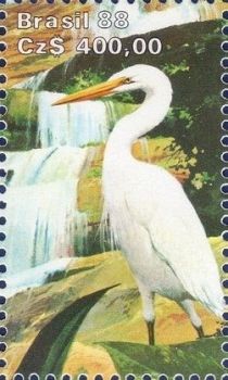 Great Egret (Ardea alba)