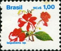 Impatiens sp.