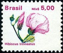 Hibiscus trilineatus