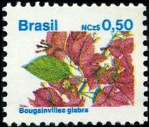 Bougainvillea glabra