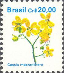 Cassia macranthera