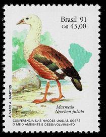 Orinoco Goose (Neochen jubata)