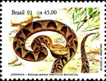 Jararaca (Bothrops jararaca)