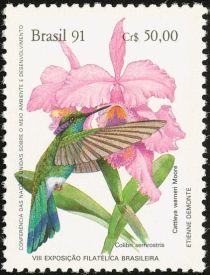 White-vented Violetear (Colibri serrirostris)