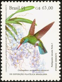 Glittering-bellied Emerald (Chlorostilbon aureoventris puche