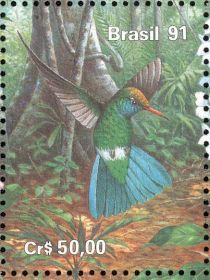 Glittering-bellied Emerald (Chlorostilbon aureoventris puche