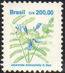 Jacaranda mimosifolia