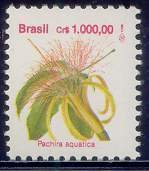 Pachira aquatica