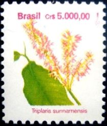 Triplaris surinamensis