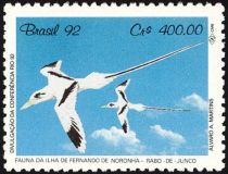 White-tailed Tropicbird (Phaethon lepturus)