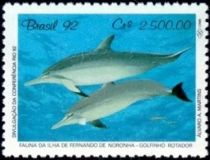 Spinner Dolphin (Stenella longirostris)