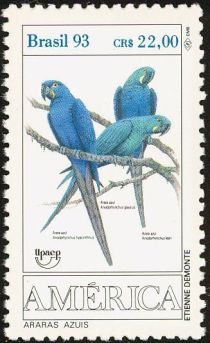 Hyacinth Macaw (Anodorhynchus hyacinthinus)