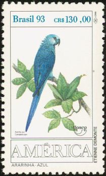 Spix's Macaw (Cyanopsitta spixii)