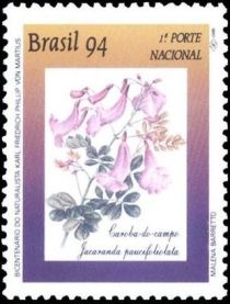 Caroba (Jacaranda paucifoliolata)