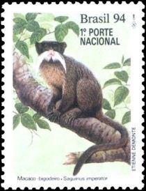 Emperor Tamarin (Saguinus imperator)