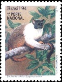 Pied Tamarin (Saguinus bicolor)