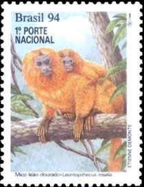 Golden Lion Tamarin (Leontopithecus rosalia)