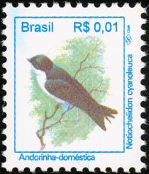 Blue-and-white Swallow (Notiochelidon cyanoleuca)