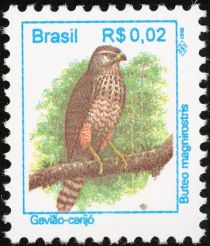 Roadside Hawk (Buteo magnirostris)