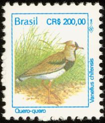 Southern Lapwing (Vanellus chilensis)