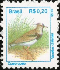 Southern Lapwing (Vanellus chilensis)