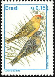 Saffron Finch (Sicalis flaveola)