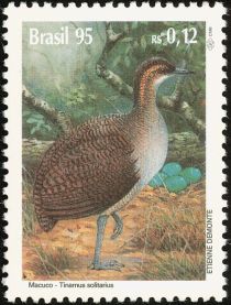 Solitary Tinamou or Macuco (Tinamus solitarius)