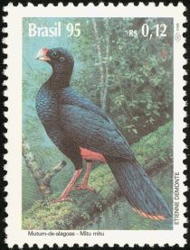 Alagoas Curassow (Mitu mitu)