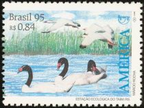 Black-necked Swan, Coscoroba Swan Flying