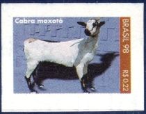 Moxotó-Goat (Capra hircus)