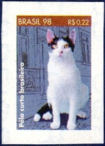 Brazilian Short-haired Cat (Felis silvestris catus)