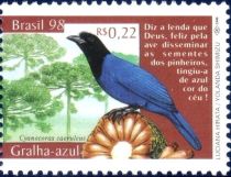 Azure Jay (Cyanocorax caeruleus)