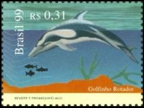 Striped Dolphin (Stenella coeruleoalba)