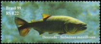 Dorado (Salminus maxillosus)