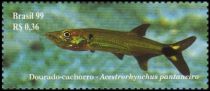 Pike Characin (Acestrorhynchus pantaneiro)