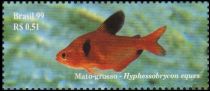 Jewel Tetra (Hyphessobrycon eques)