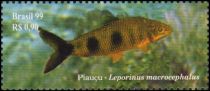 Piaçu (Leporinus macrocephalus)