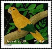 Golden Parakeet (Guaruba guarouba)