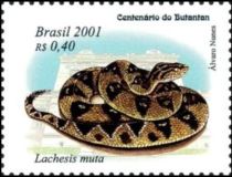 South American Bushmaster (Lachesis muta)