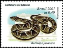 Jararaca (Bothrops jararaca)