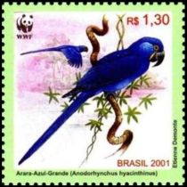 Hyacinth Macaw (Anodorhynchus hyacinthinus)