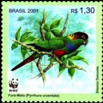 Ochre-marked Parakeet (Pyrrhura cruentata)